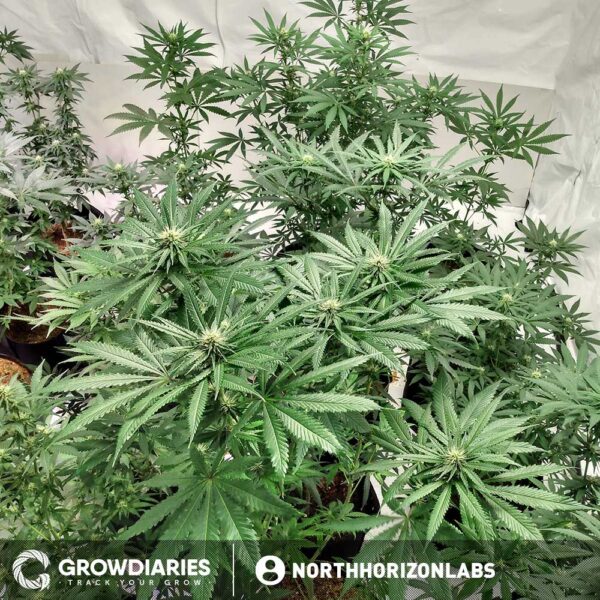 Rainbow Kush Marijuana