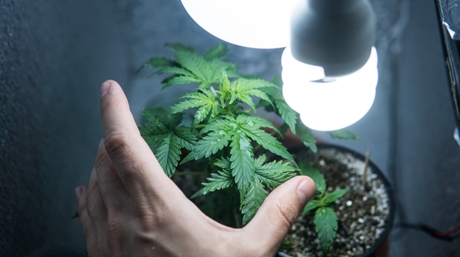 Marijuana plant light bulb