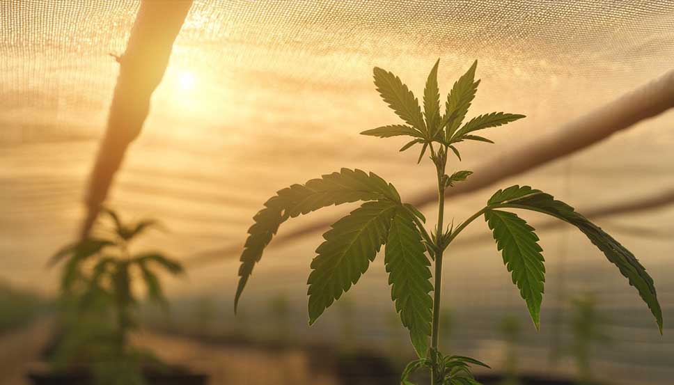 Cannabis growing under Best shade cloth for cannabis in a controlled outdoor setup