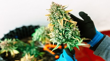 Big Bud enormous sticky buds