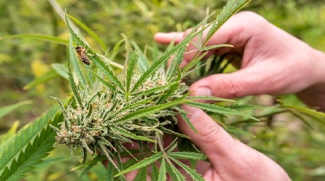 female male weed plants