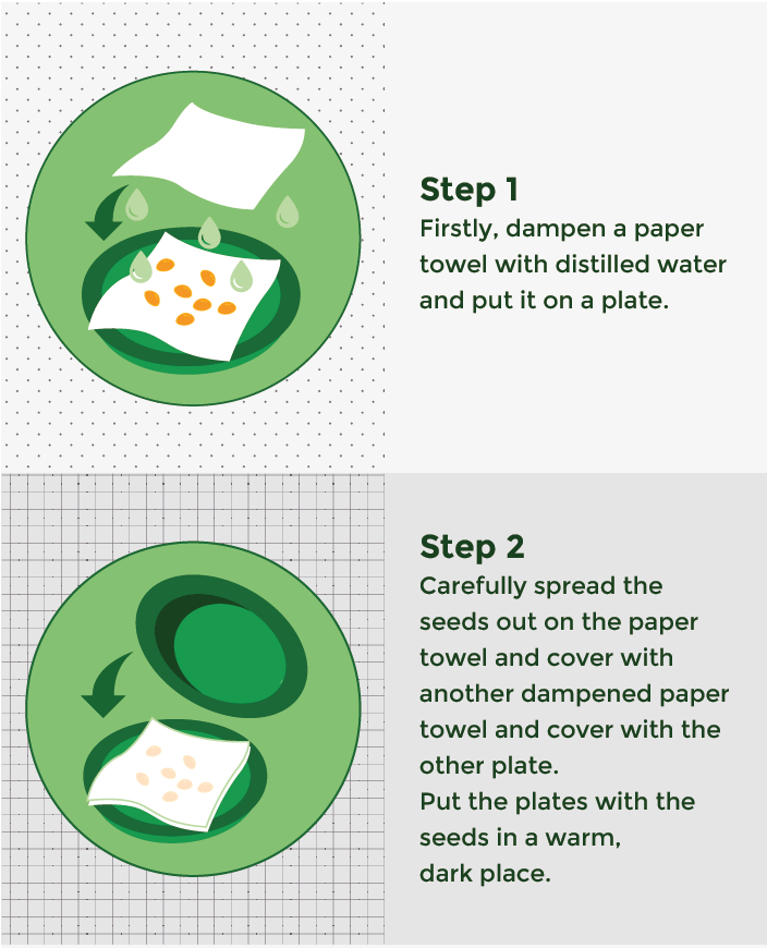 Germination setup