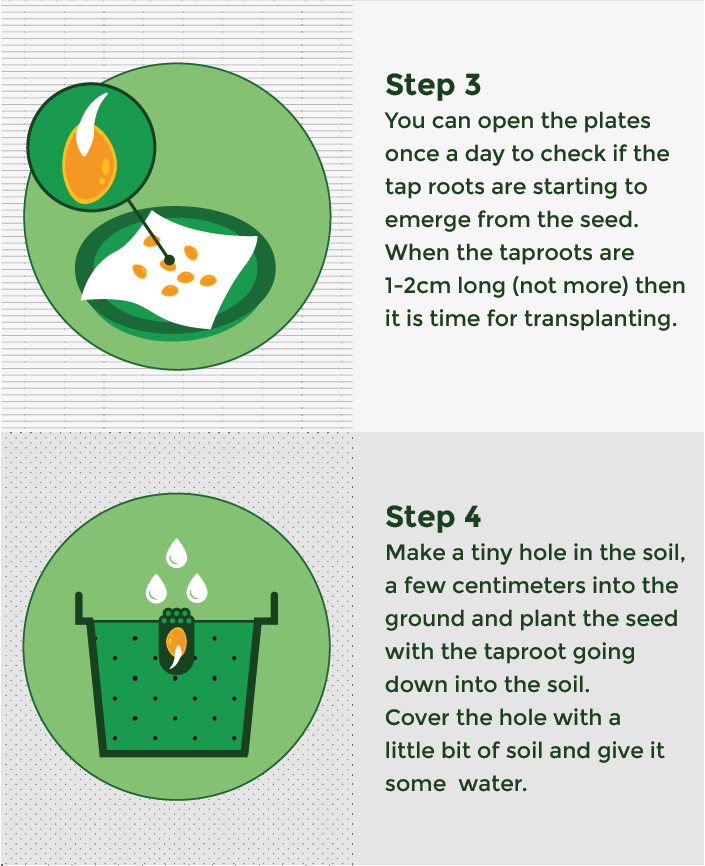 Germination progress