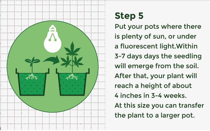 Transplanting seed