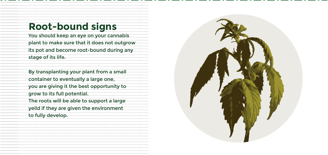 Healthy root system