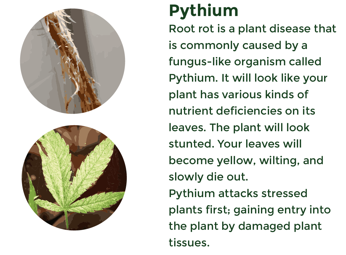 Root Rot