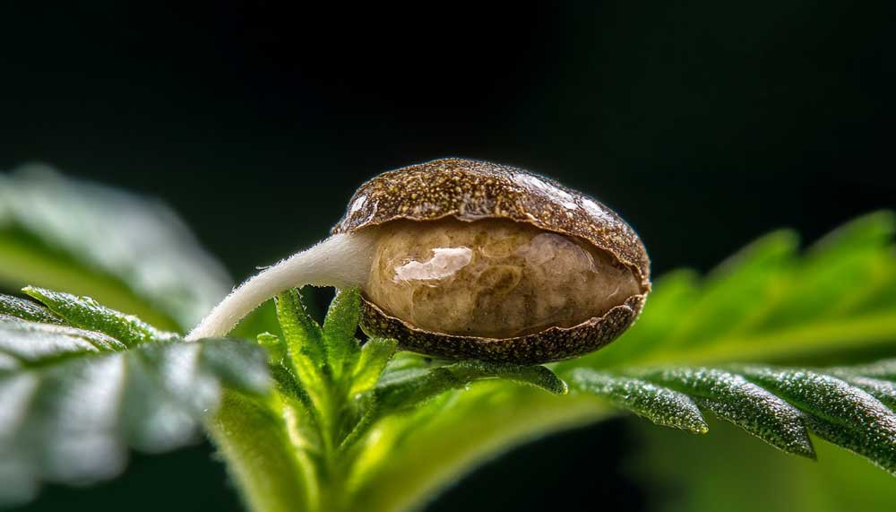 Cannabis grow stages - germinated seed with emerging taproot