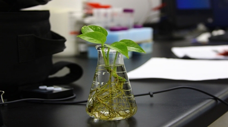 Hydroponic Grow
