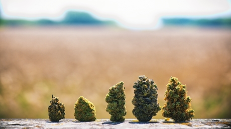 Marijuana Buds