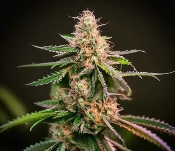 Canut Feminized Seeds