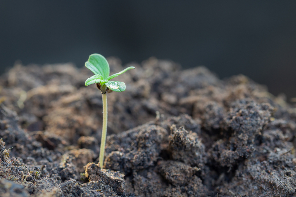 best way germinate weed seeds