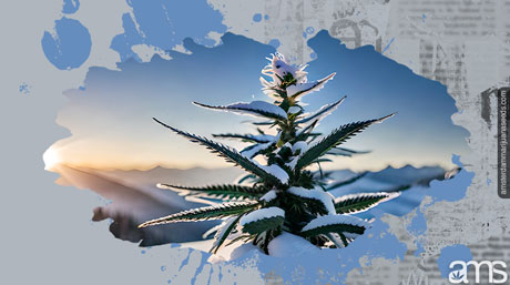 Cannabis Cold-Weather