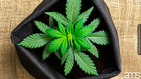 cannabis plant in a grow bag