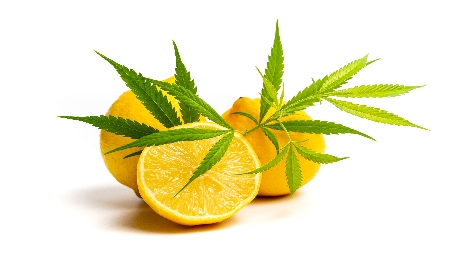 Drink raw cannabis juice for your health