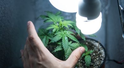 Marijuana plant and light bulb