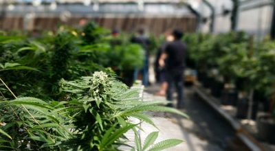 Marijuana vs Cannabis Are They The Same