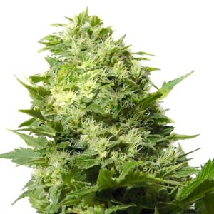 Cheese Regular Seeds