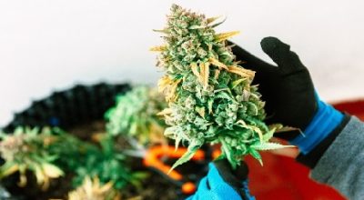 Big Bud enormous sticky buds