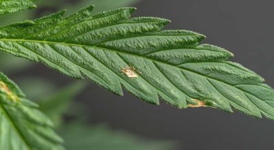 Detailed image showing caterpillars feeding on cannabis leaves. Understand how to identify caterpillars on cannabis plants.