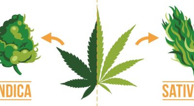 Differences between Indica vs Sativa