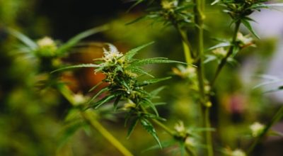 different cannabis flowering stages