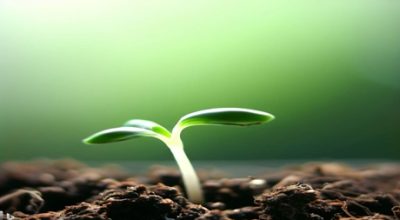 germination techniques