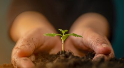 How-to-treat-marijuana-seedlings-1553782167