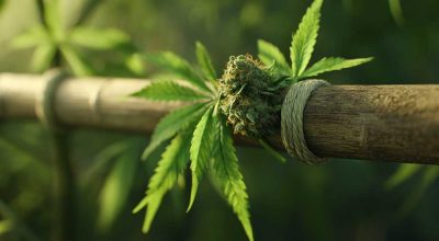 Discover what a Thai Stick looks like: a cannabis cigar made from buds wrapped around a bamboo stick with hash oil and hemp string.