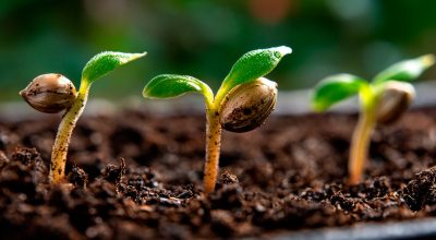 Notebook labeled “grow log” alongside young cannabis plants, emphasizing seed bank origins
