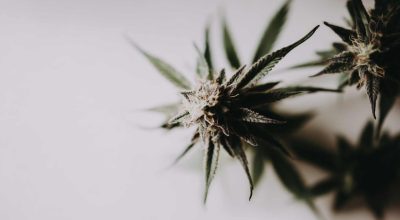 When to Harvest Cannabis