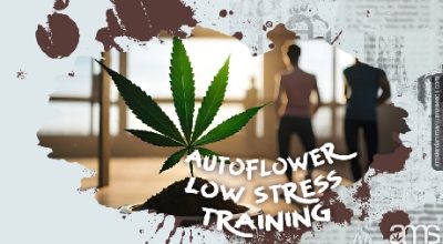 Autoflower low stress training