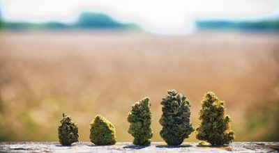 Marijuana Buds