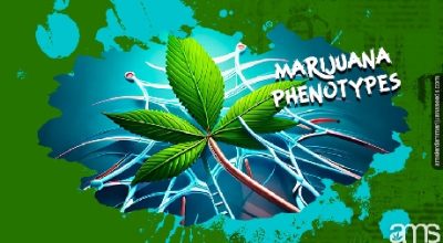 a marijuana leaf with dna strands