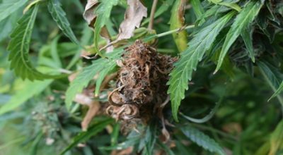 banish bud rot