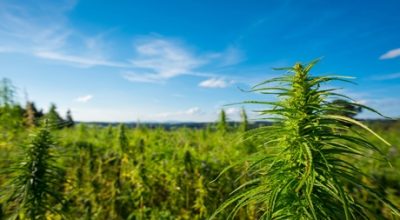 Landrace Cannabis Sativa
