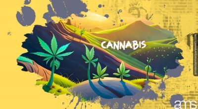 Amsterdam Cannabis Seeds
