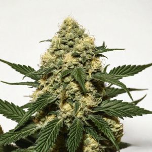 carraca_feminized_1