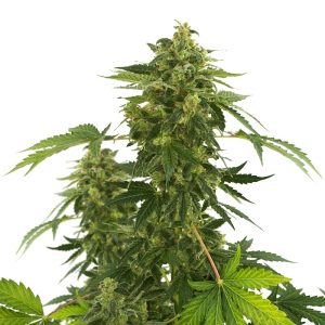 Super Silver Haze Regular Strain