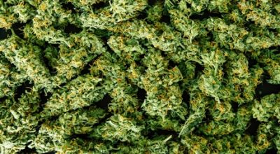 dispensaries reduce drug mortalities