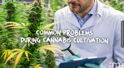 man diagnoses problems on cannabis plant