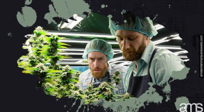 Amsterdam Cannabis Genetics