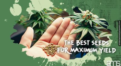 hand holds the best seeds for greenhouse growing