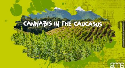 Cannabis in the Caucasus