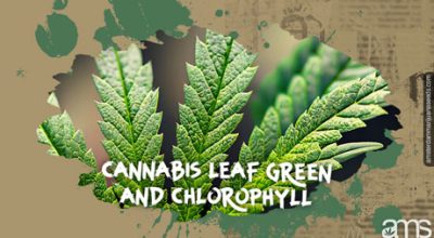 Cannabis Leaf Green and Chlorophyll