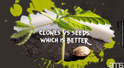 clones vs seeds