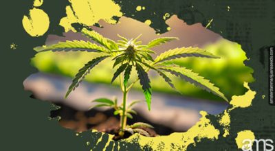 cultivating autoflower ganja seeds