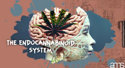 Understanding the Endocannabinoid System