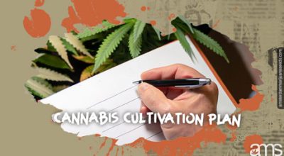 cannabis cultivation plan