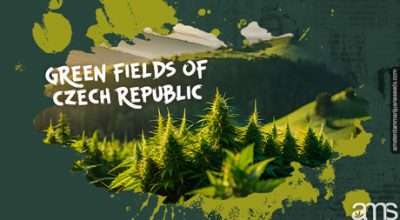 Czech green hills with marijuana plants