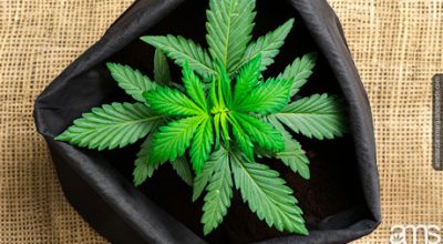 cannabis plant in a grow bag